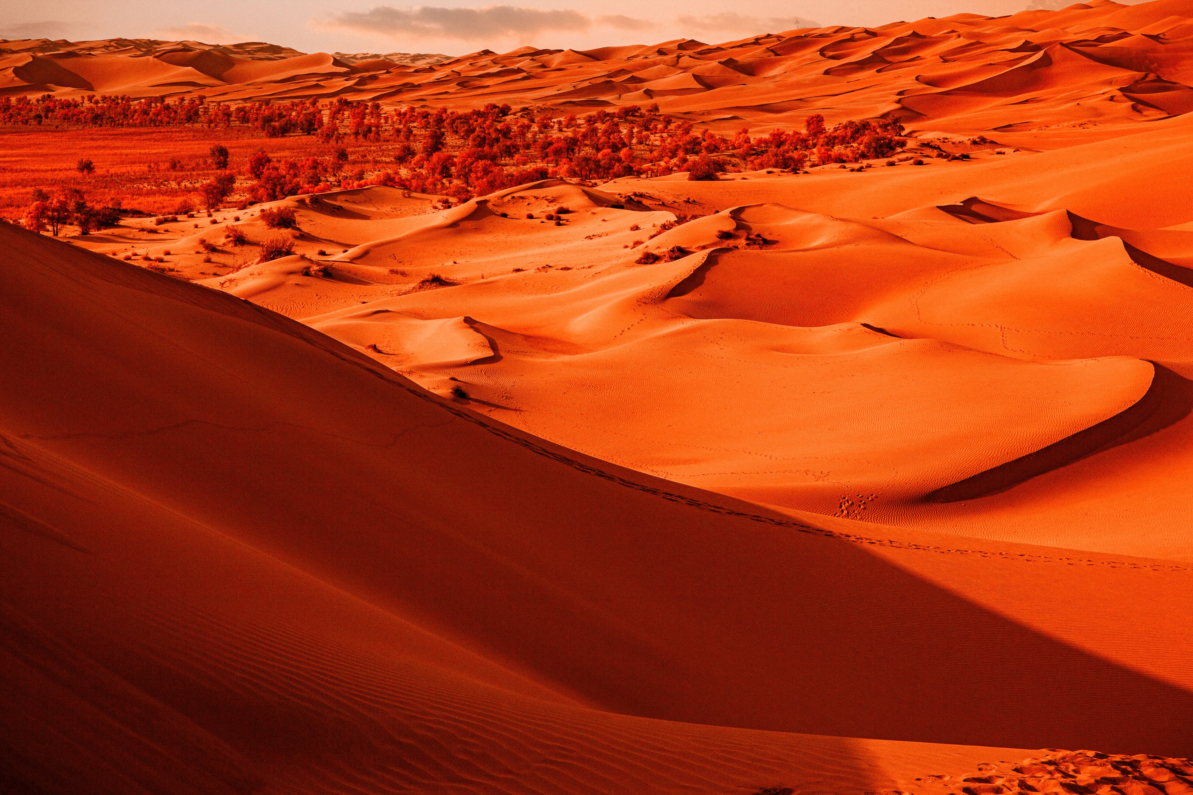 files/landscape-of-orange-sand-and-vibrant-trees.jpg